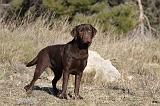 LABRADOR 621
